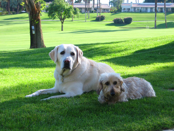 Bessie and Golda - Original Image