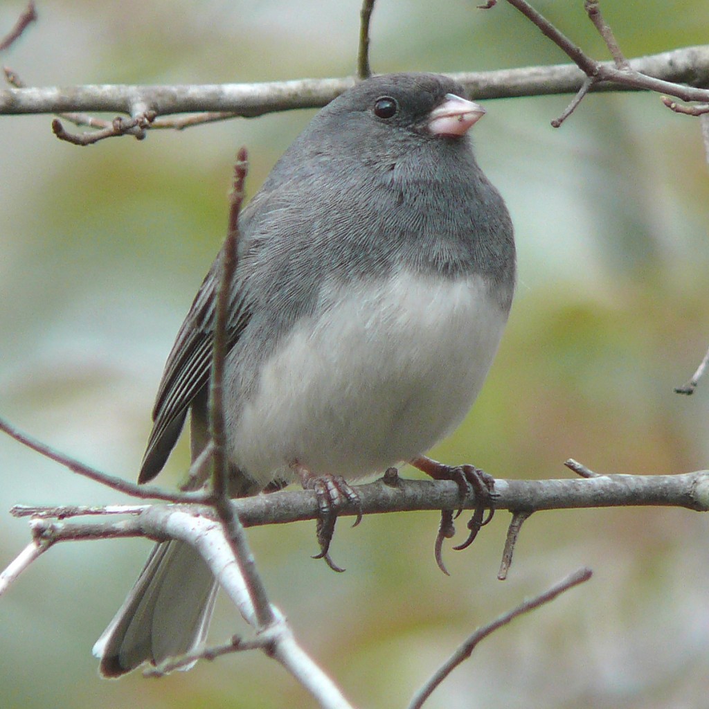 Dark-eyed_Junco-27527