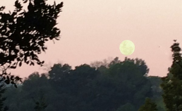 moon at dawn