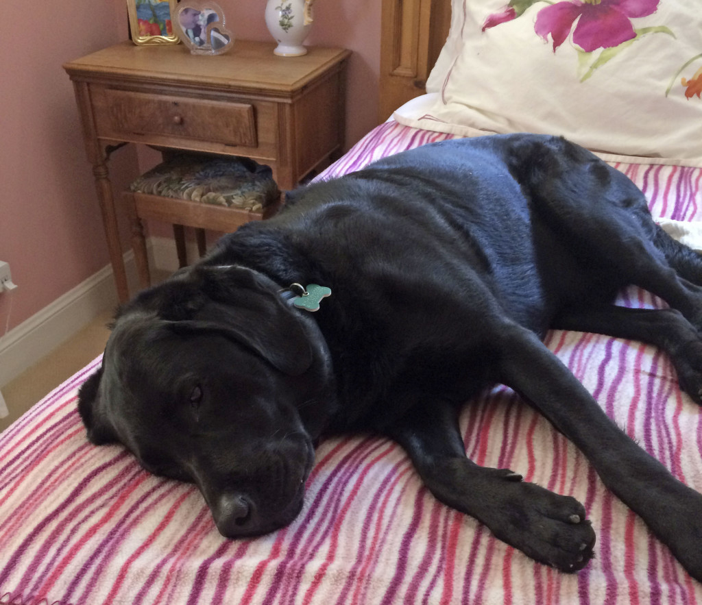 Our "baby dog" loves to rest on his mom's bed