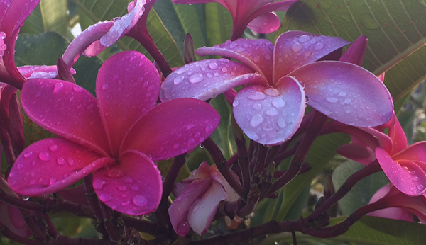 "A glimpse from the plumeria tree that I see when I'm painting here.