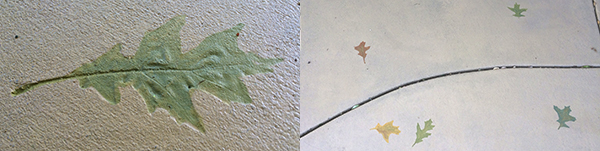 "Some of the leaves I painted in the front patio and walk."