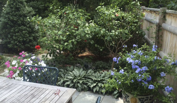 “The two hibiscus plants in their summertime home in Cambridge.”