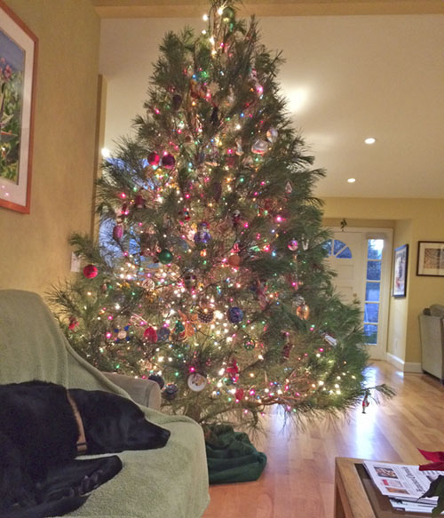 Bo and U cozied by the tree on Sunday afternoon.