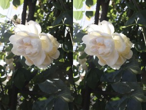 rr white rose 0-1