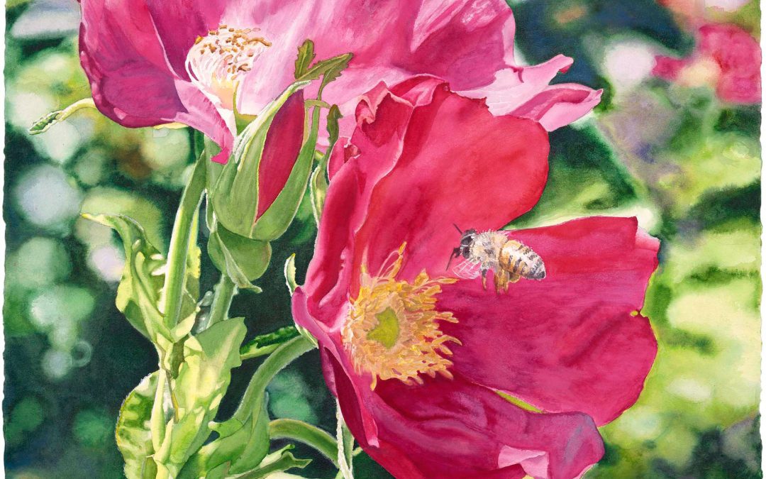 Honey Bee and Rugosa Roses